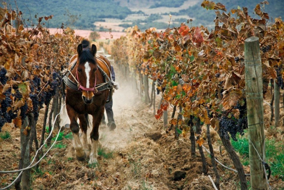 Full Day Viñas Undurraga y Concha y Toro 
